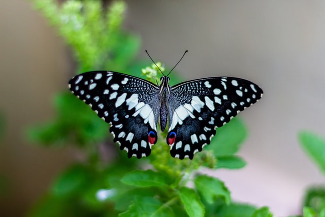 sore feet of a butterfly