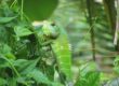 Green Forest Lizard