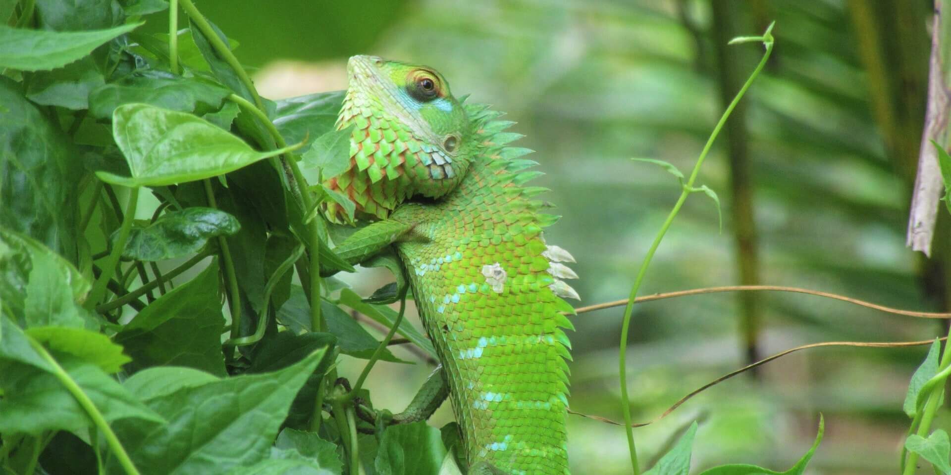 BioCode-Postulate Green Forest Lizard