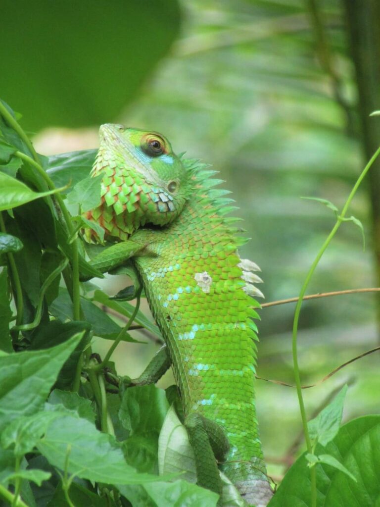 BioCode-Postulate Green Forest Lizard